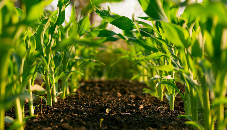 Découvrez les meilleures applications pour optimiser l’agriculture intelligente dans les zones rurales africaines